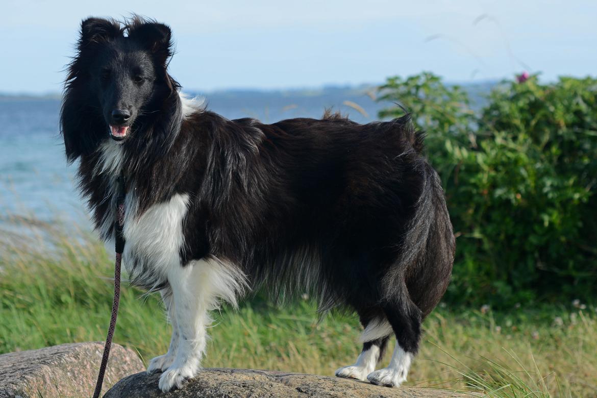 Shetland sheepdog Svala billede 24