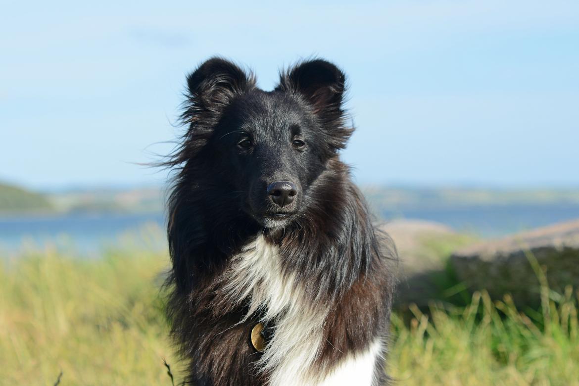 Shetland sheepdog Svala billede 25