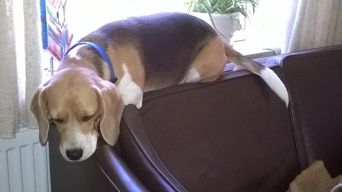 Beagle Carla, Clara, Bubbi eller "kom så møghund" billede 2