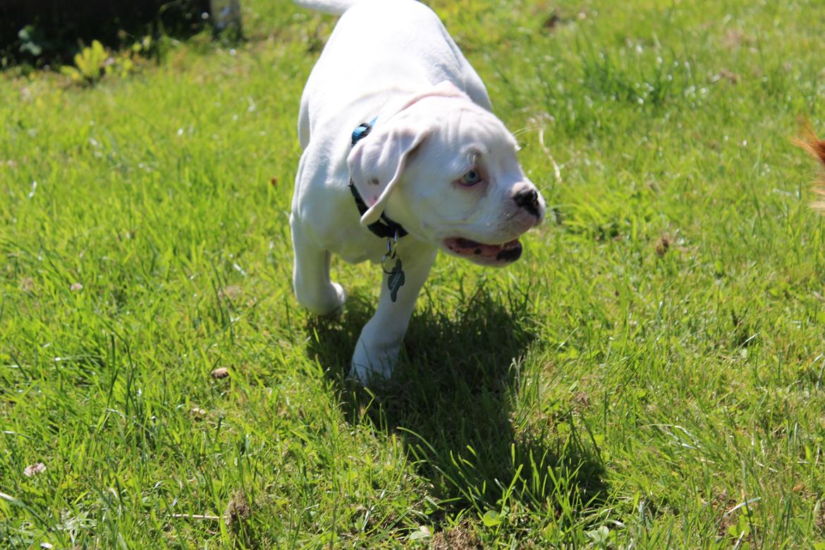 Boxer - Tristan von Monsalvat billede 17