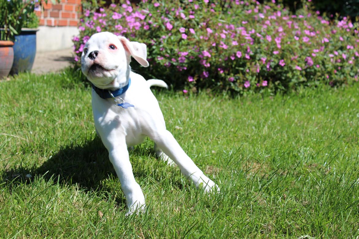 Boxer - Tristan von Monsalvat billede 3