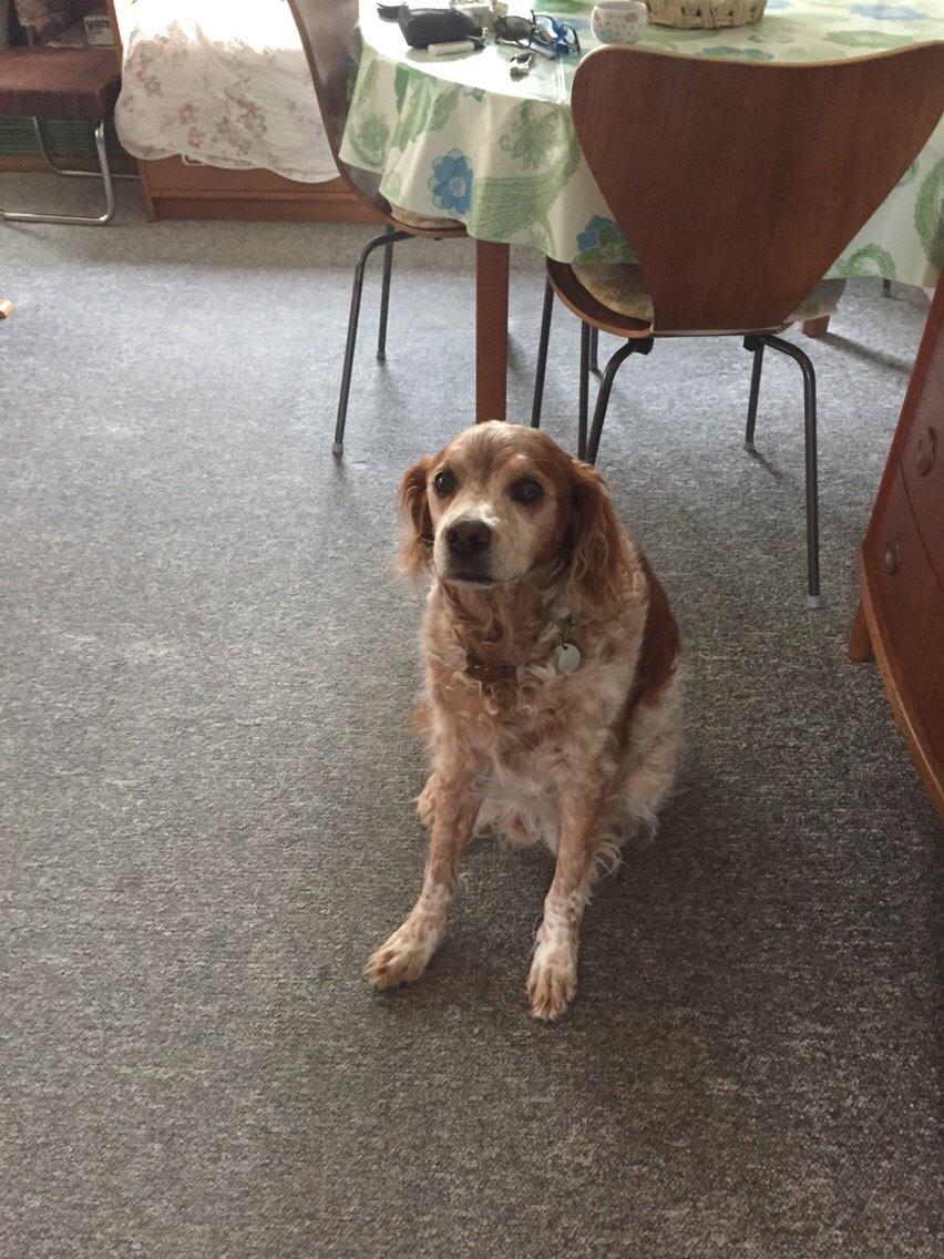 Breton Chiko billede 21