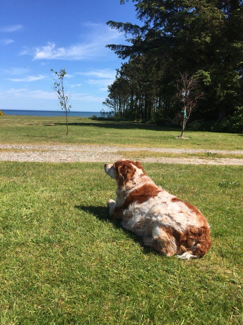 Breton Chiko billede 22