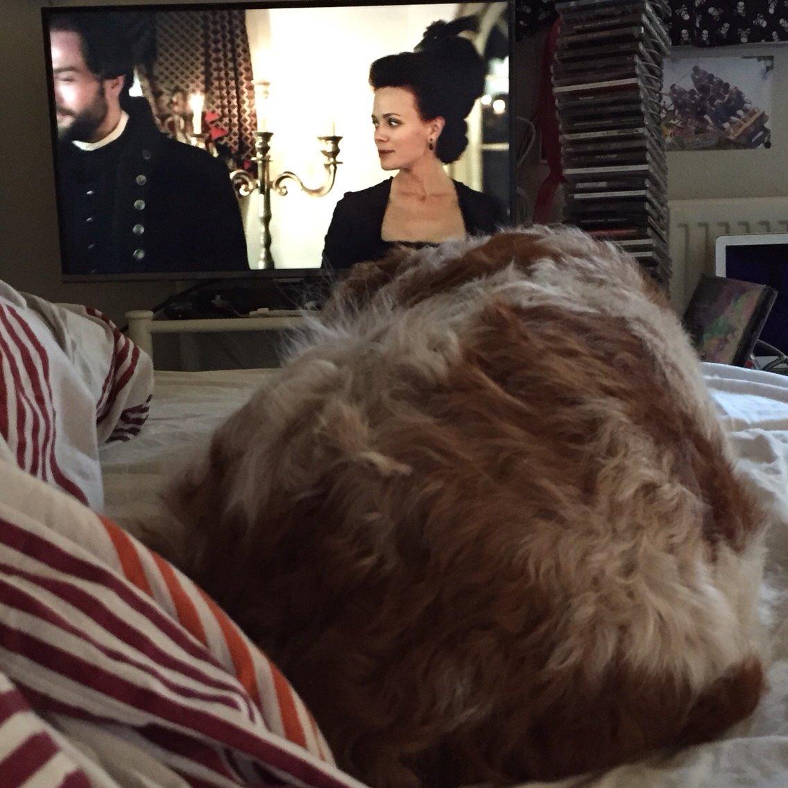 Breton Chiko billede 23