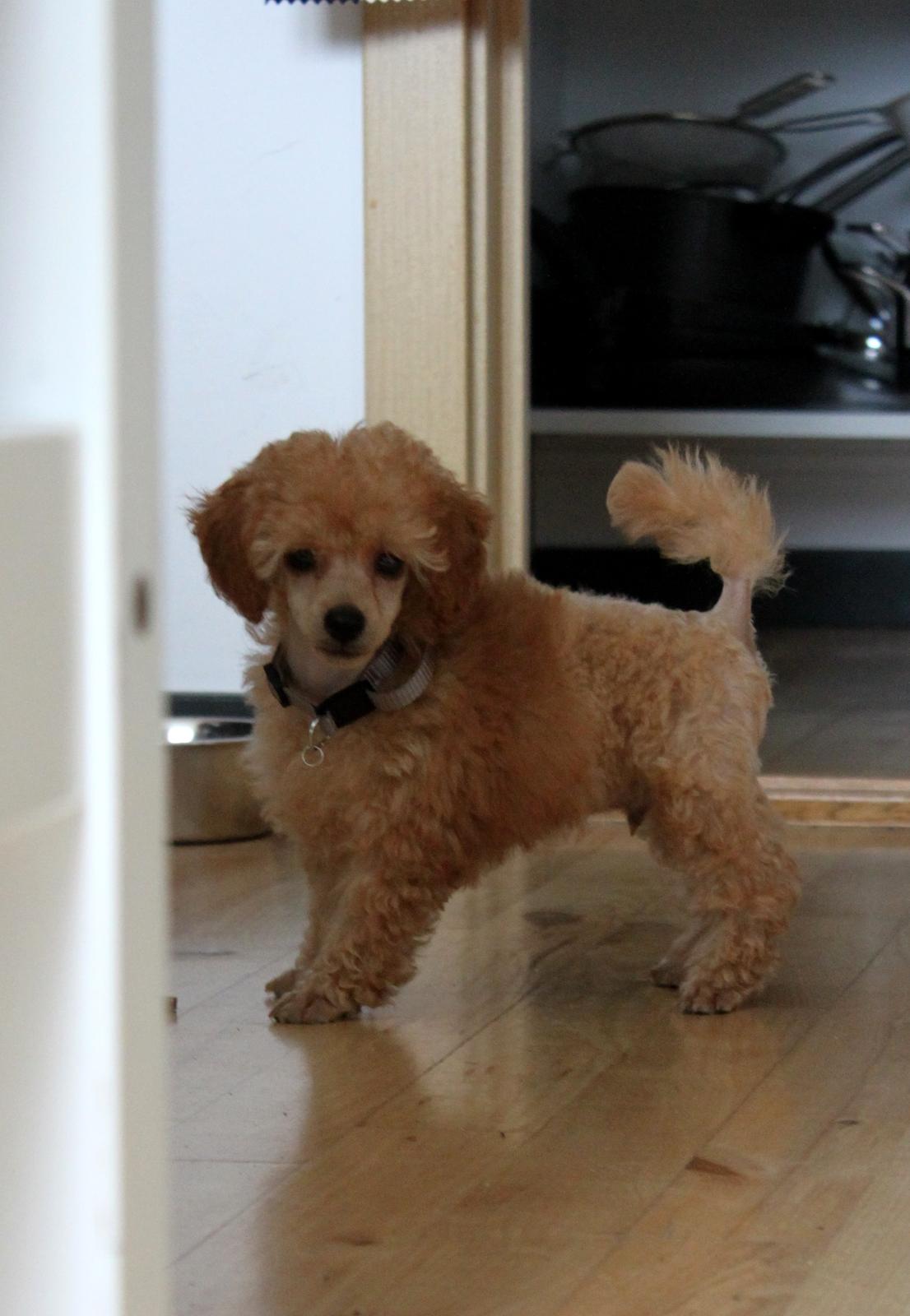 Dværgpuddel Simba (Hestebakkens Orange Avalon) billede 10