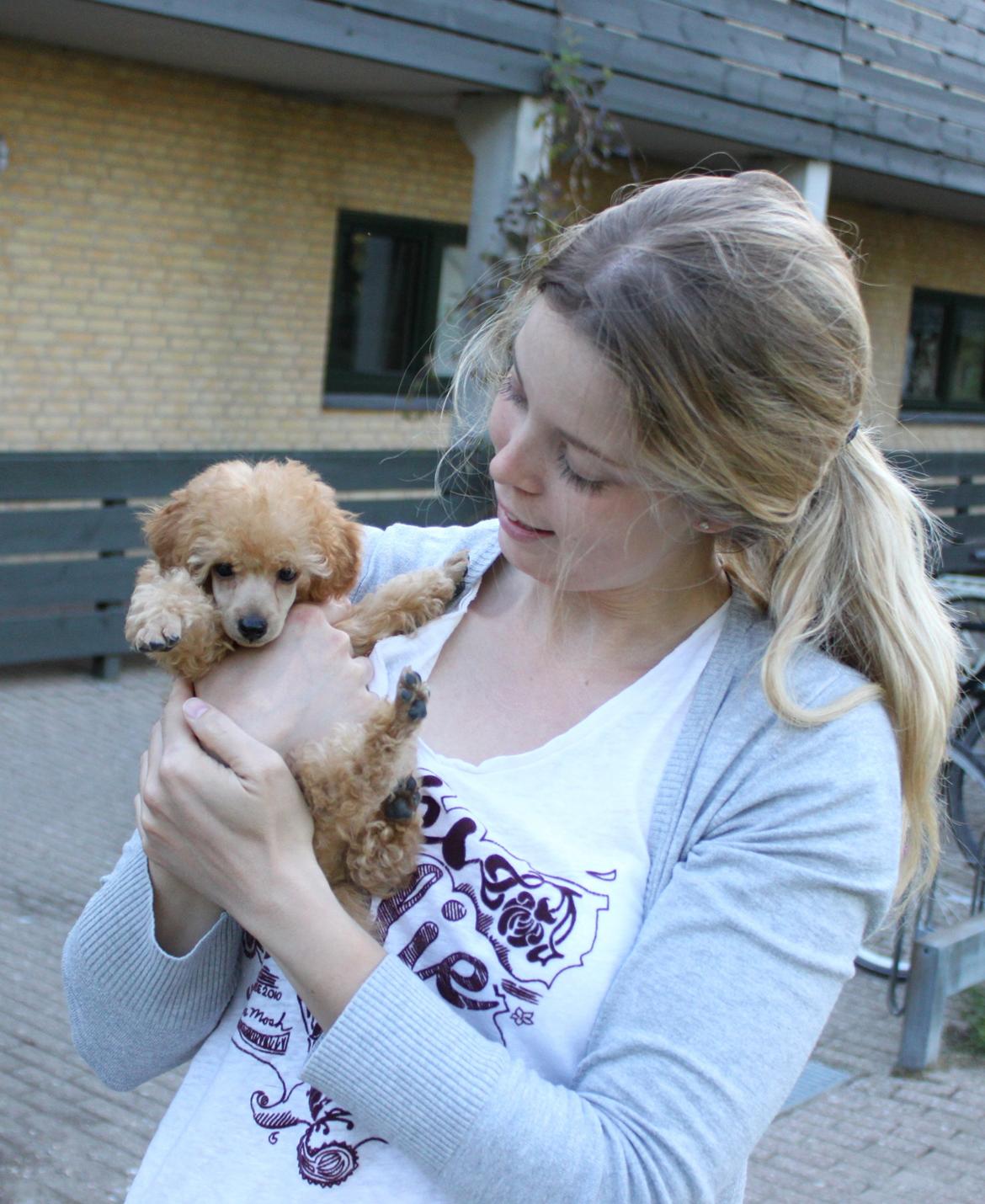 Dværgpuddel Simba (Hestebakkens Orange Avalon) billede 5