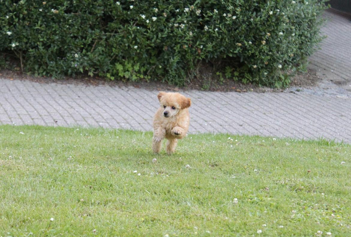 Dværgpuddel Simba (Hestebakkens Orange Avalon) billede 11