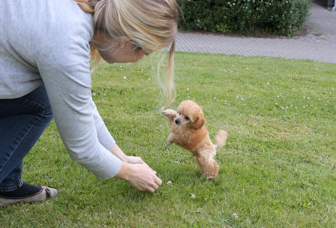 Dværgpuddel Simba (Hestebakkens Orange Avalon) billede 18