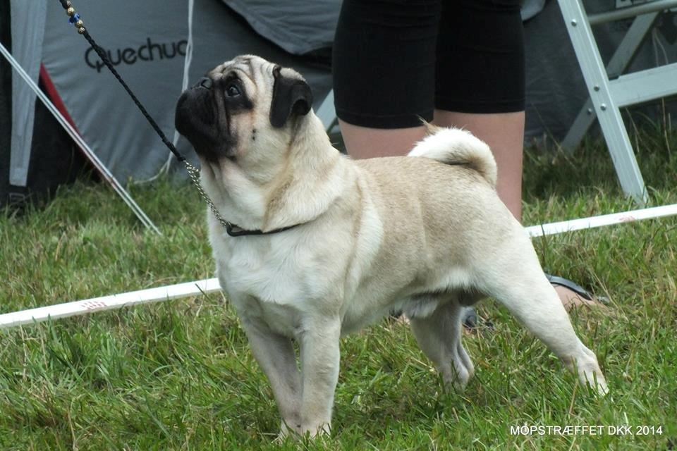 Mops Del Sur Andalusi Pikachu billede 1