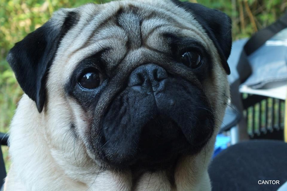 Mops Del Sur Andalusi Pikachu billede 2