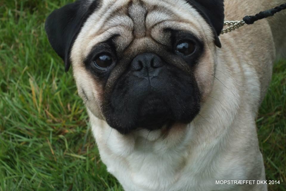 Mops Del Sur Andalusi Pikachu billede 3