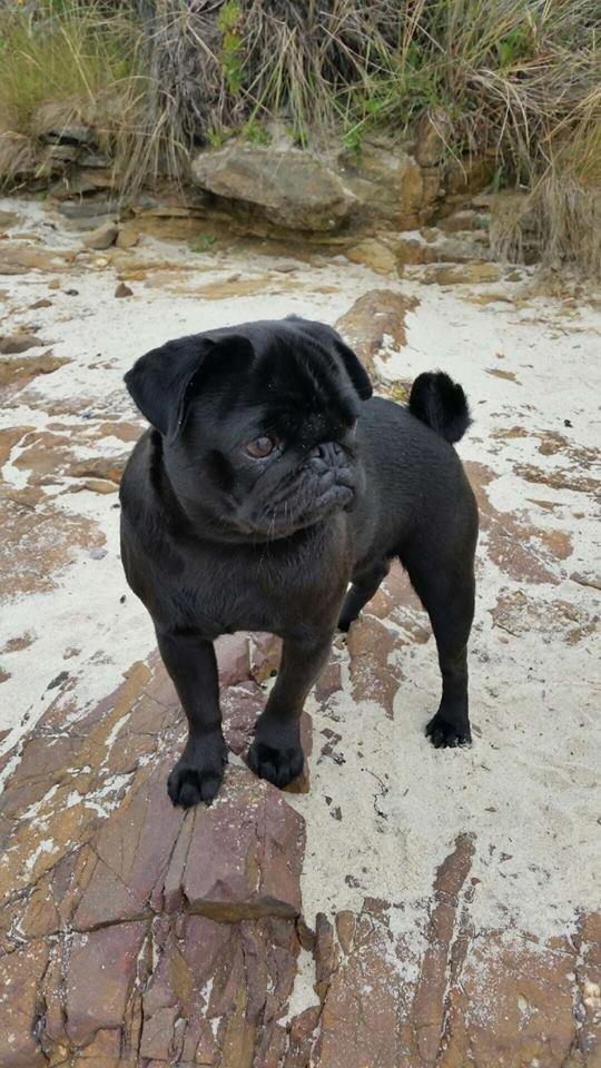 Mops Alpha Blue Anastacia (Kenya) billede 1