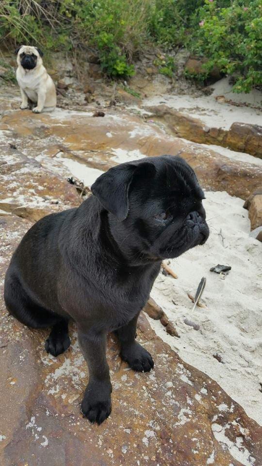 Mops Alpha Blue Anastacia (Kenya) billede 2