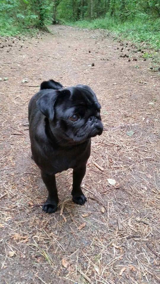 Mops Alpha Blue Anastacia (Kenya) billede 3