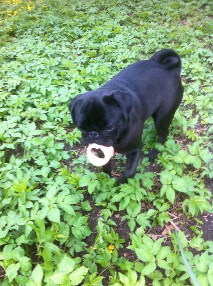 Mops Alpha Blue Anastacia (Kenya) billede 4