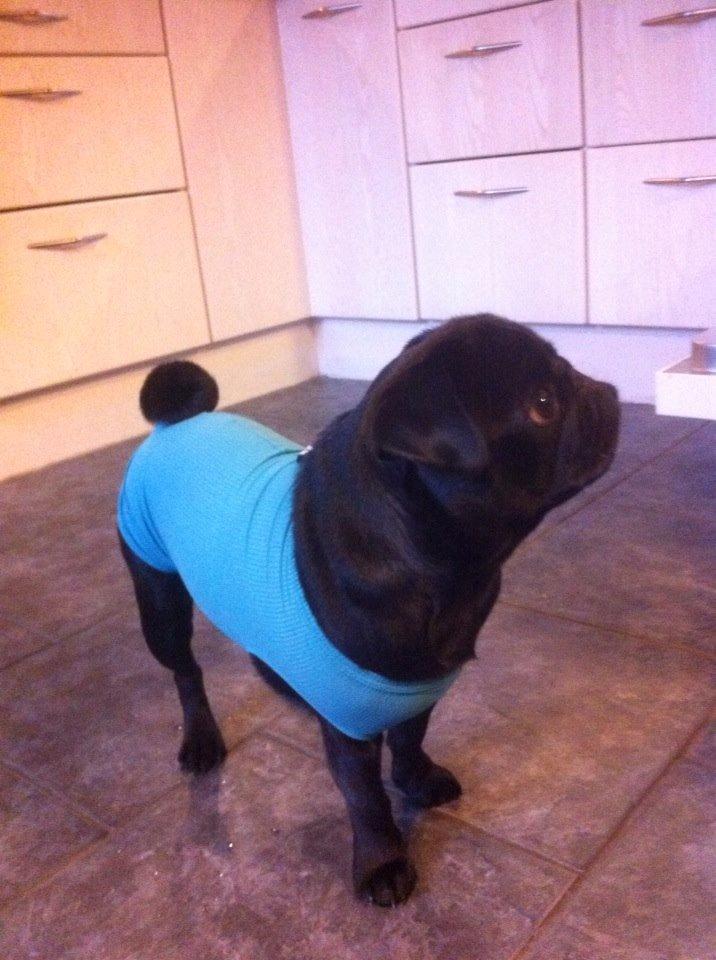 Mops Alpha Blue Anastacia (Kenya) billede 5