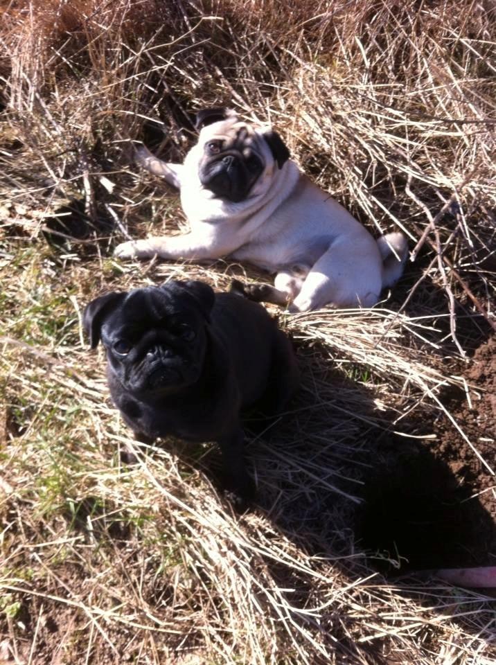 Mops Alpha Blue Anastacia (Kenya) billede 6