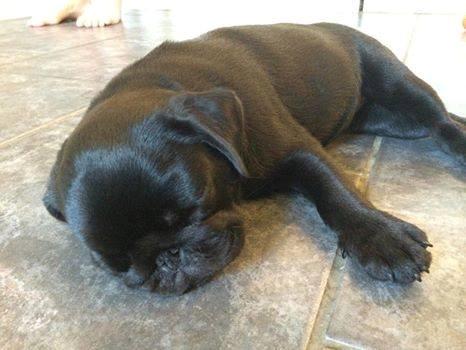 Mops Alpha Blue Anastacia (Kenya) billede 7