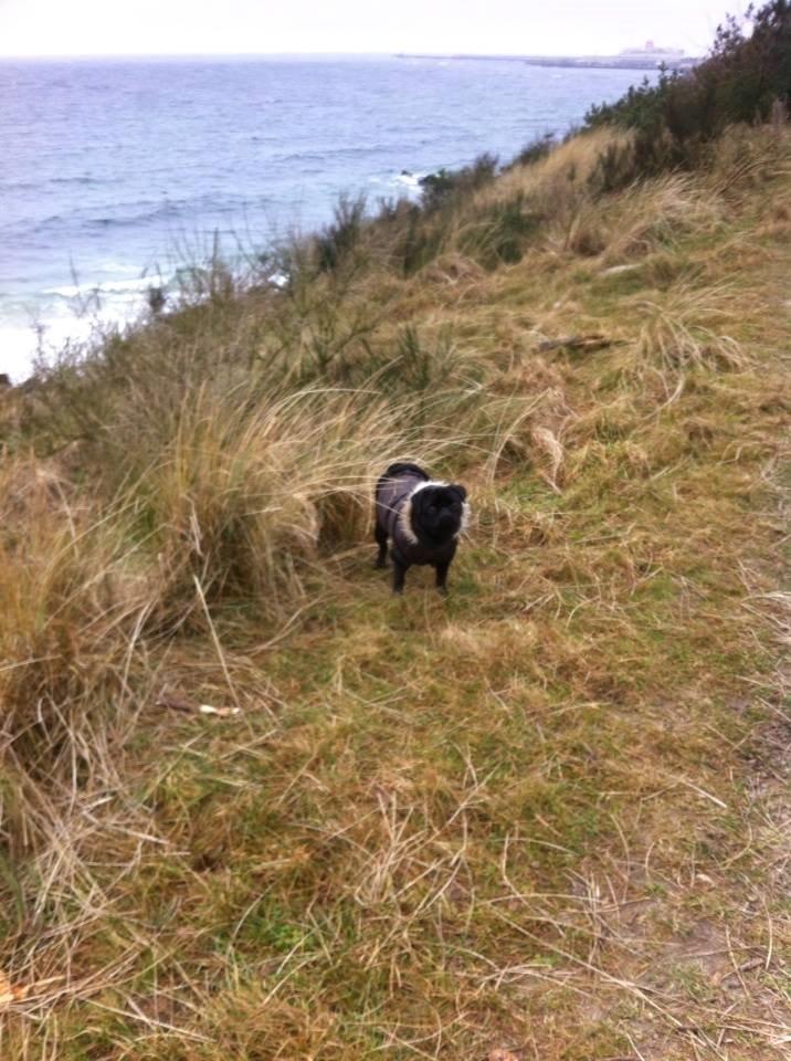 Mops Alpha Blue Anastacia (Kenya) billede 8