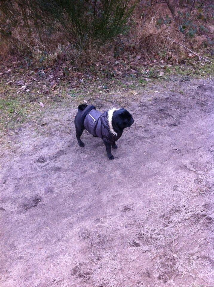 Mops Alpha Blue Anastacia (Kenya) billede 9