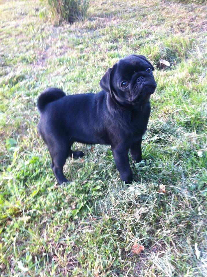 Mops Alpha Blue Anastacia (Kenya) billede 10