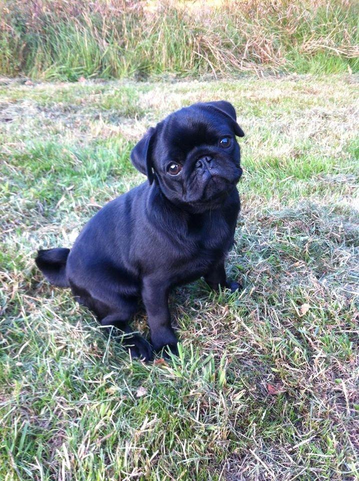 Mops Alpha Blue Anastacia (Kenya) billede 11