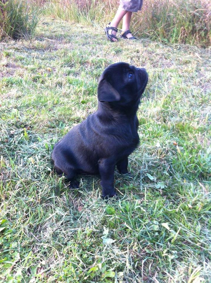 Mops Alpha Blue Anastacia (Kenya) billede 12