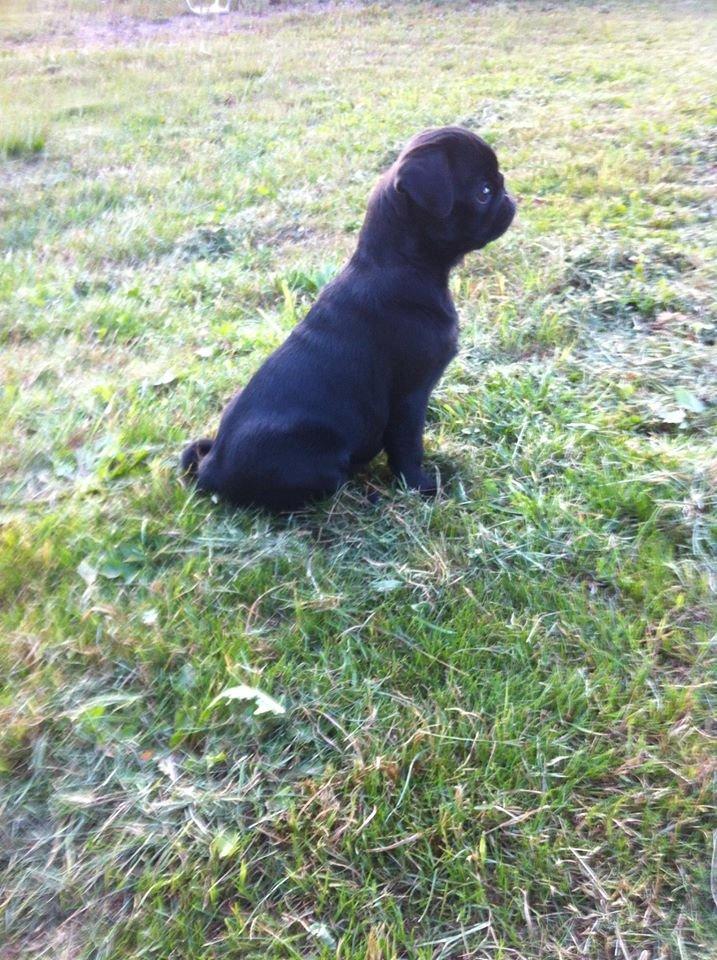 Mops Alpha Blue Anastacia (Kenya) billede 13