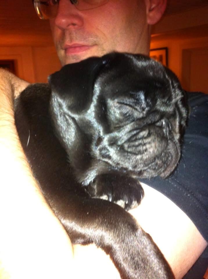 Mops Alpha Blue Anastacia (Kenya) billede 15