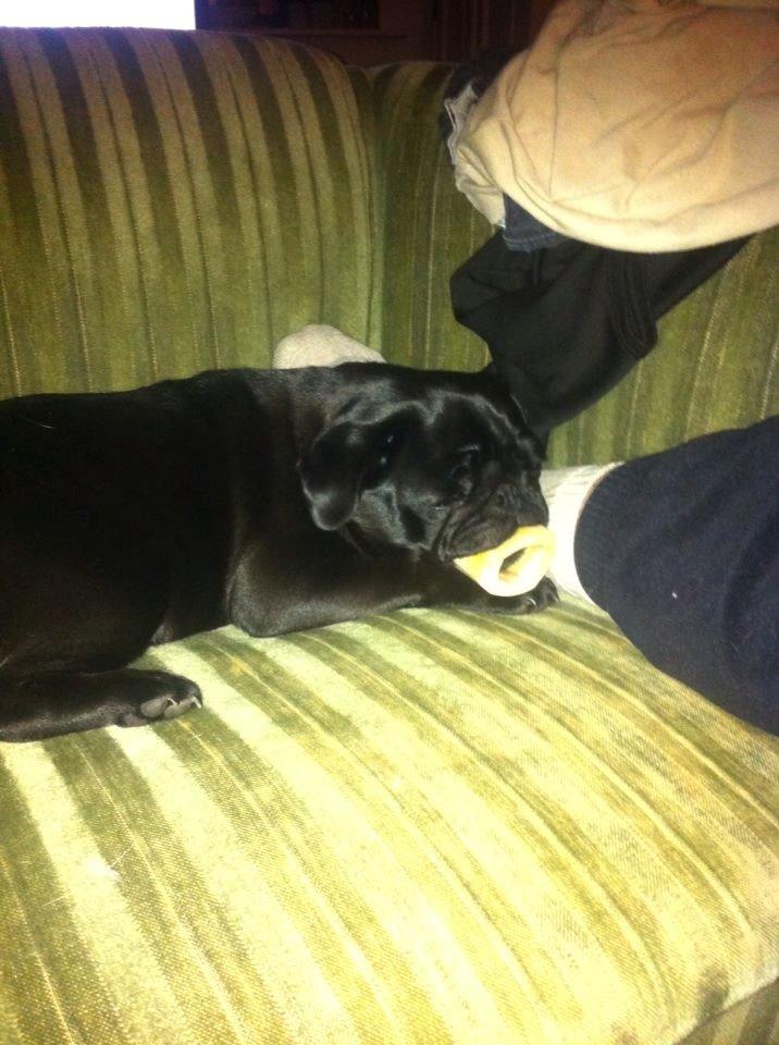 Mops Alpha Blue Anastacia (Kenya) billede 16