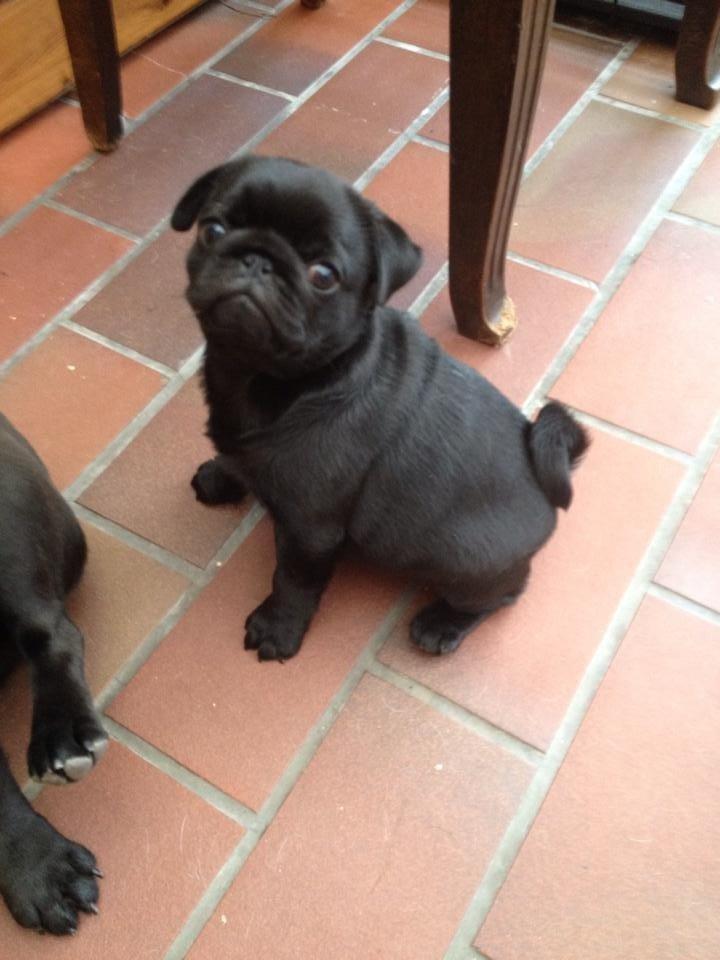 Mops Alpha Blue Anastacia (Kenya) billede 17