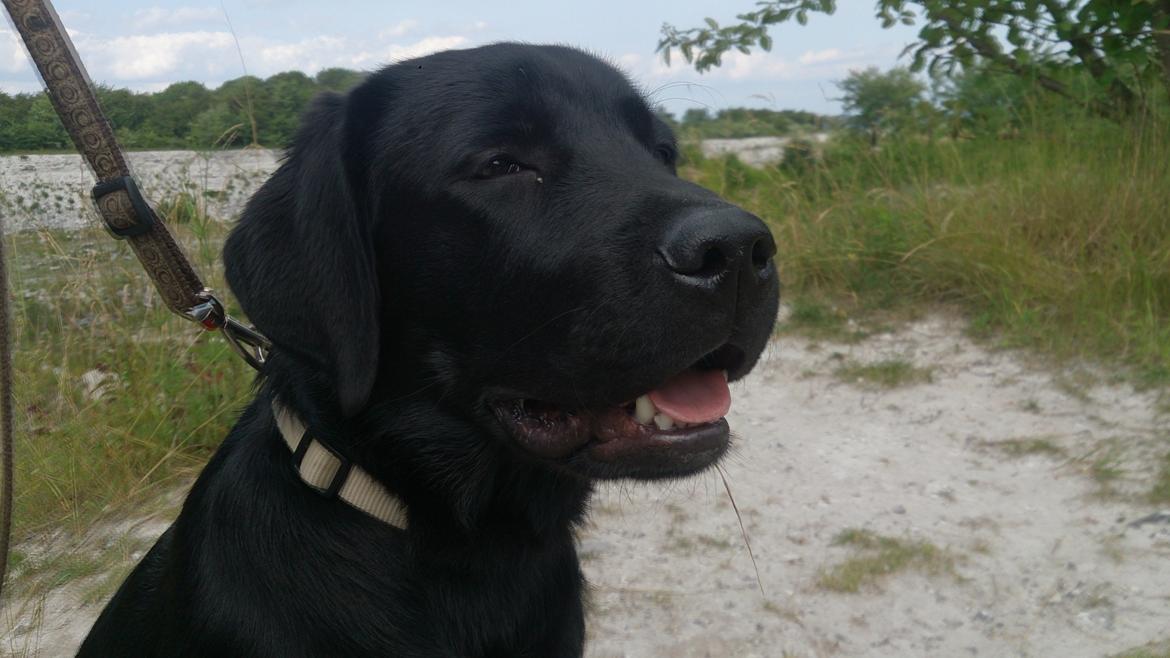 Labrador retriever Lab Kenholm Saint Louis blues (Kaldet Mickey) billede 16