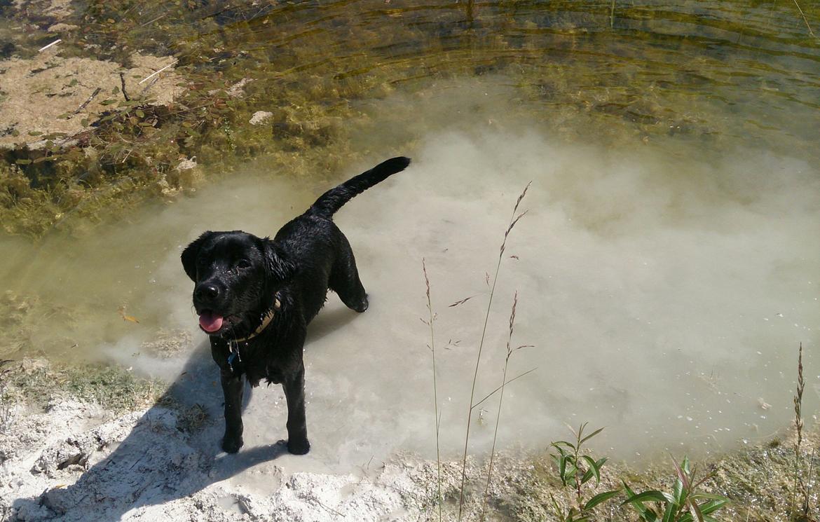 Labrador retriever Lab Kenholm Saint Louis blues (Kaldet Mickey) billede 17