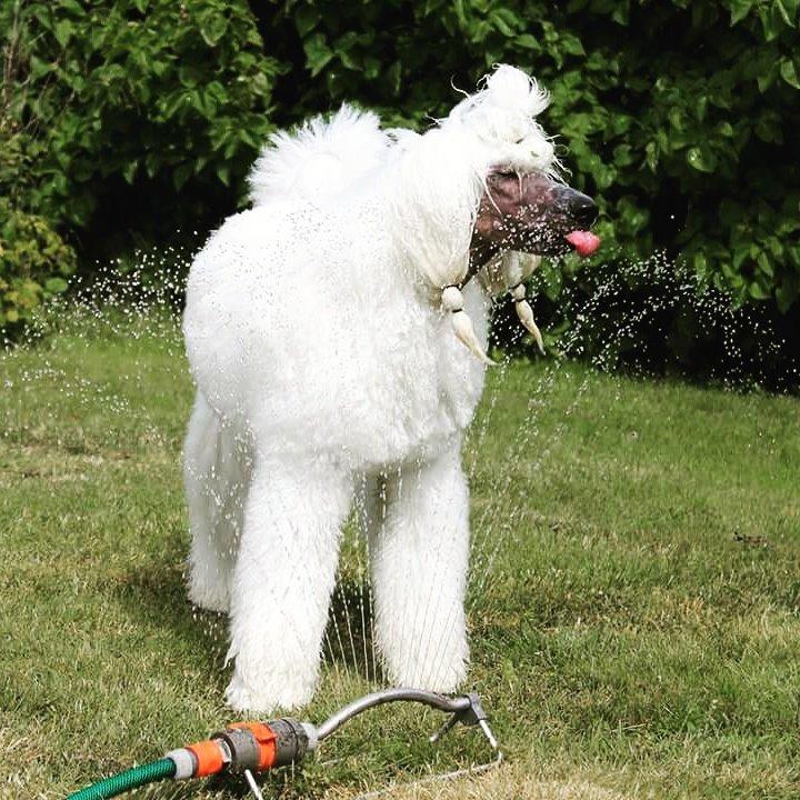 Storpuddel Tula billede 37