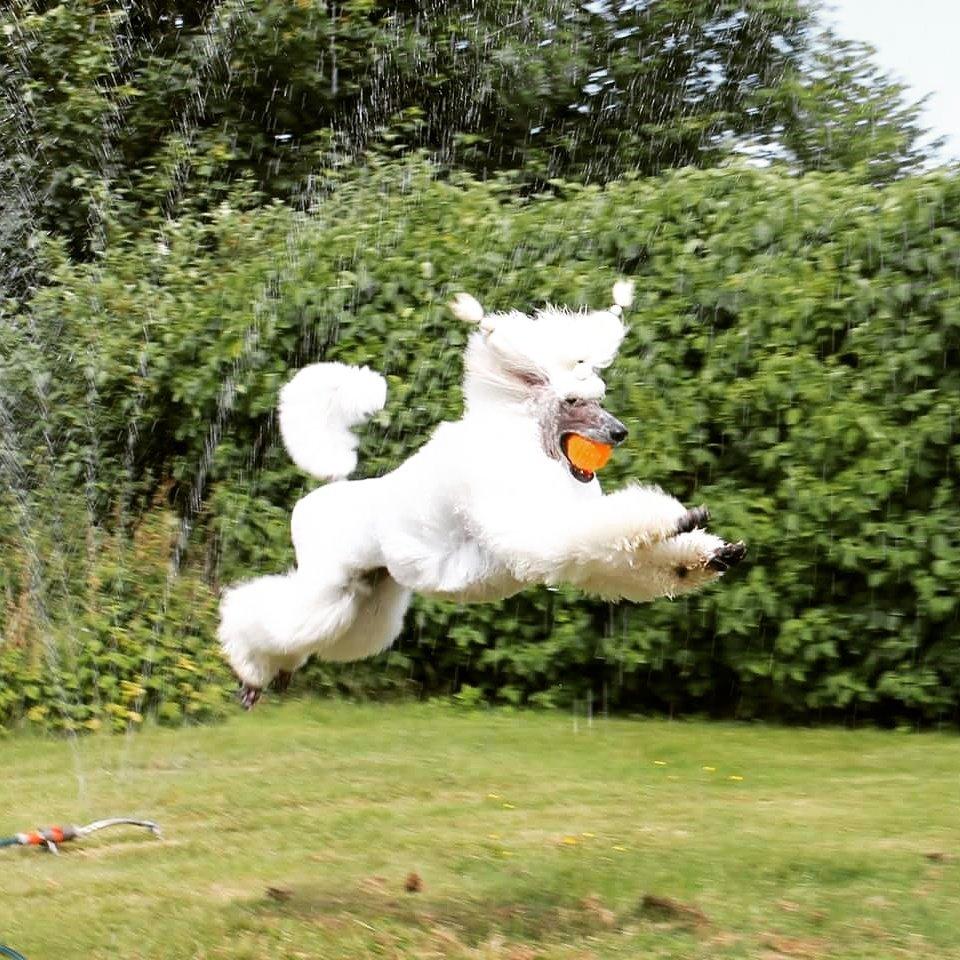 Storpuddel Tula billede 46