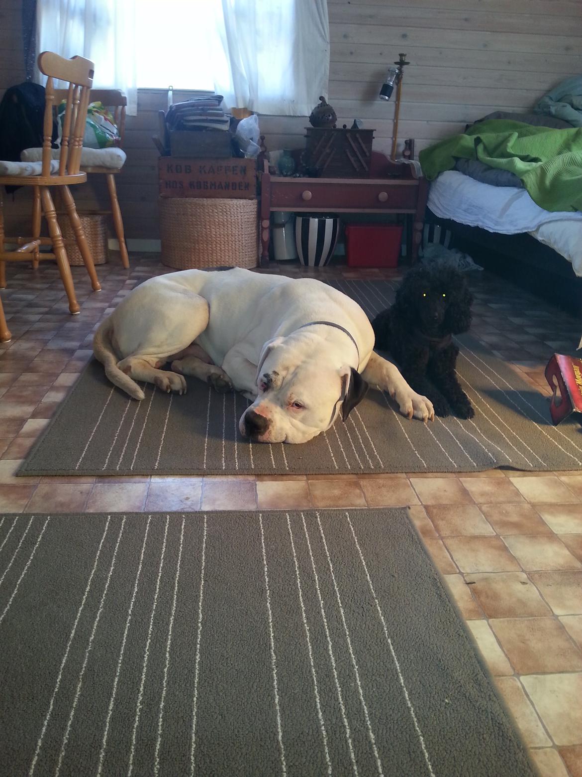 Dværgpuddel BountY billede 2