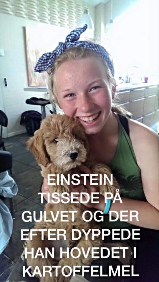 Blanding af racer Goldendoodle (Navn: Einstein) billede 2