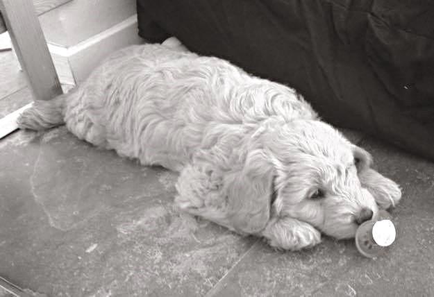 Blanding af racer Goldendoodle (Navn: Einstein) billede 3