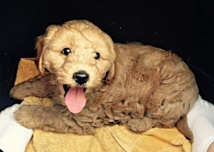 Blanding af racer Goldendoodle (Navn: Einstein) billede 5