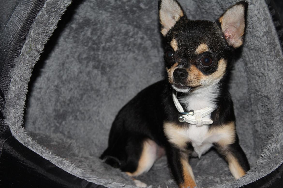 Chihuahua  holmbechs Just Viola (Viola) billede 27