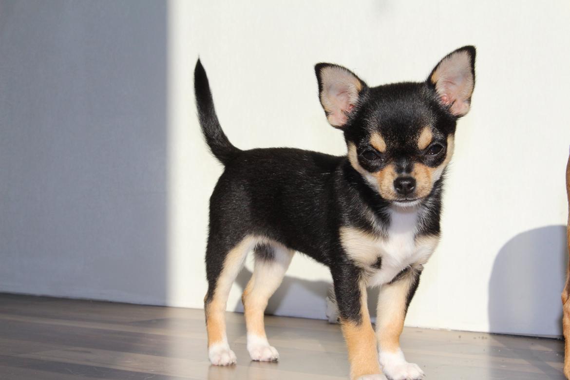 Chihuahua  holmbechs Just Viola (Viola) billede 1