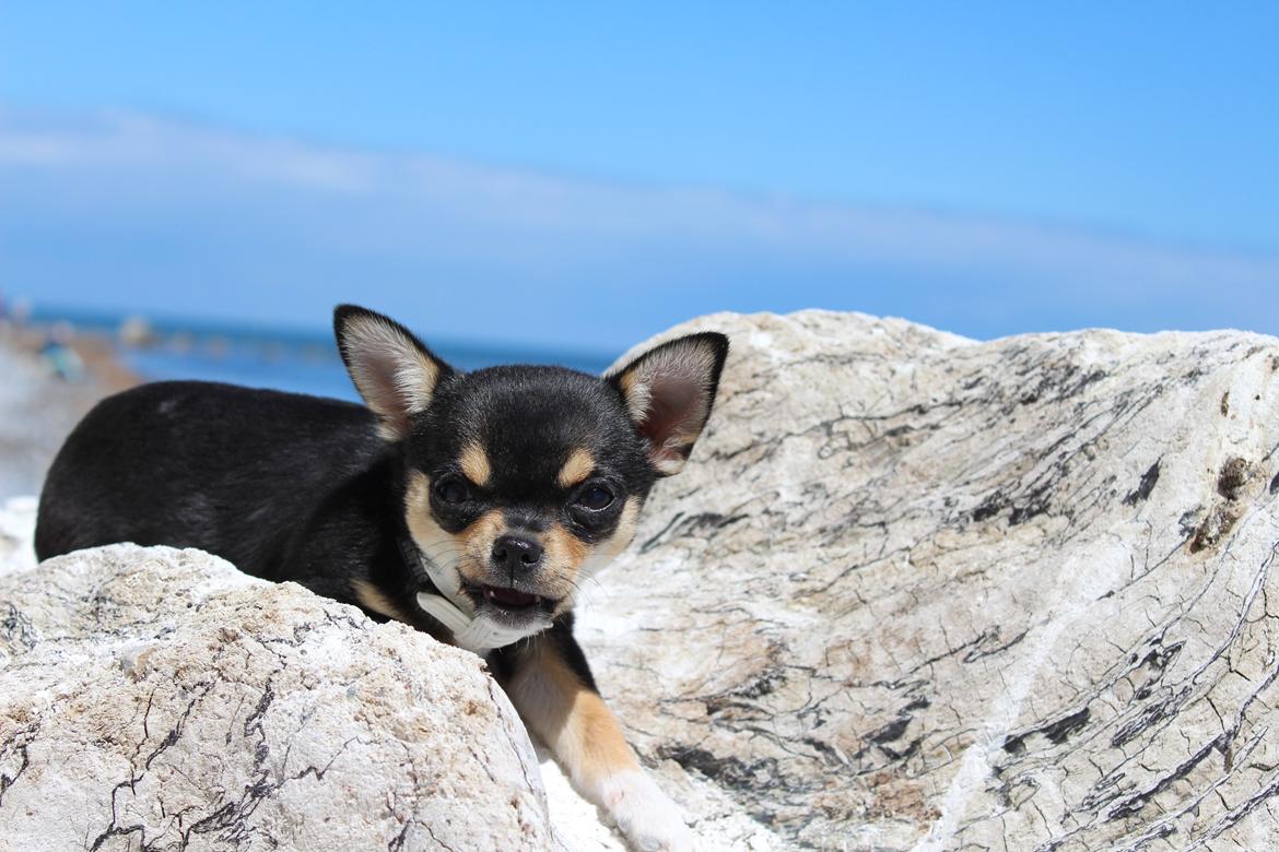 Chihuahua  holmbechs Just Viola (Viola) billede 15