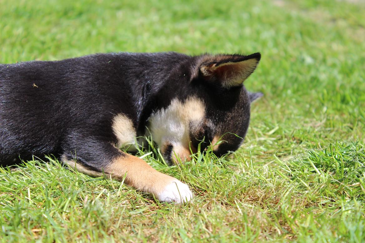 Chihuahua  holmbechs Just Viola (Viola) billede 14