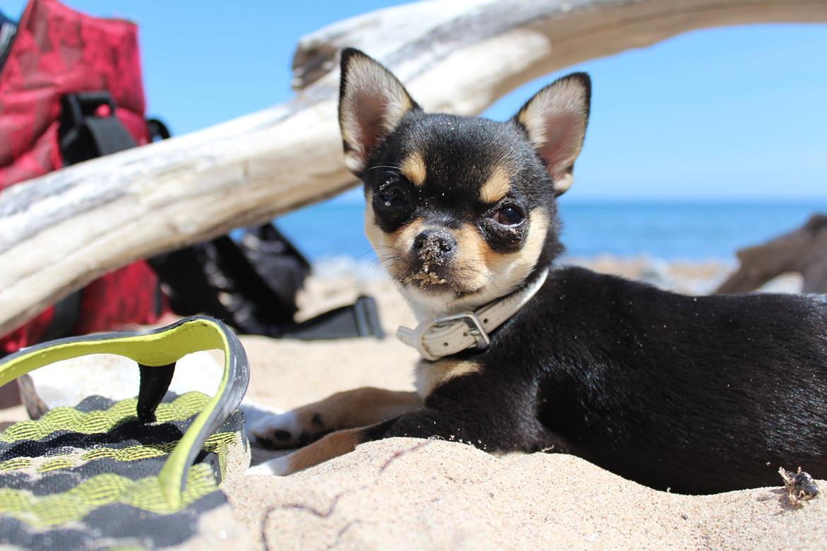 Chihuahua  holmbechs Just Viola (Viola) billede 17