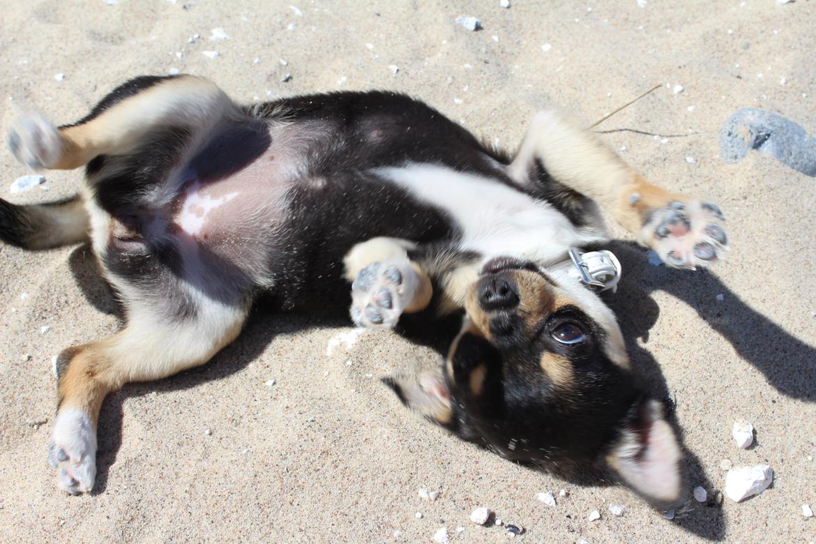 Chihuahua  holmbechs Just Viola (Viola) billede 13