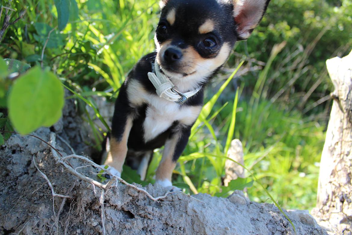 Chihuahua  holmbechs Just Viola (Viola) billede 5