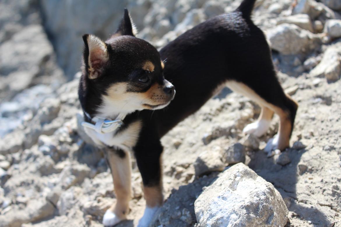 Chihuahua  holmbechs Just Viola (Viola) billede 19