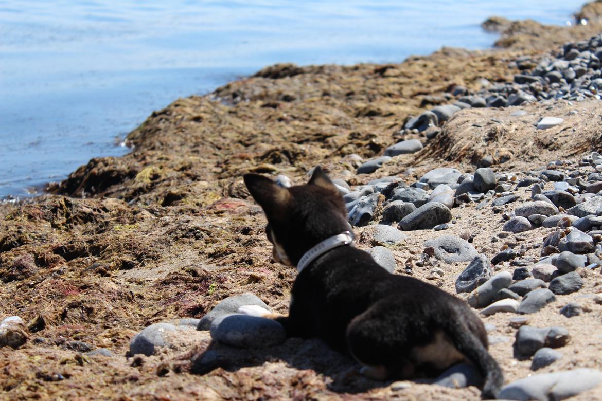 Chihuahua  holmbechs Just Viola (Viola) billede 3