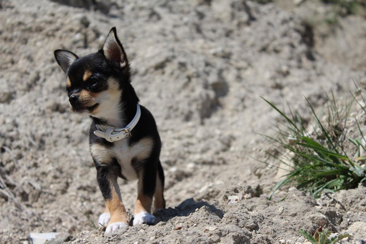 Chihuahua  holmbechs Just Viola (Viola) billede 8