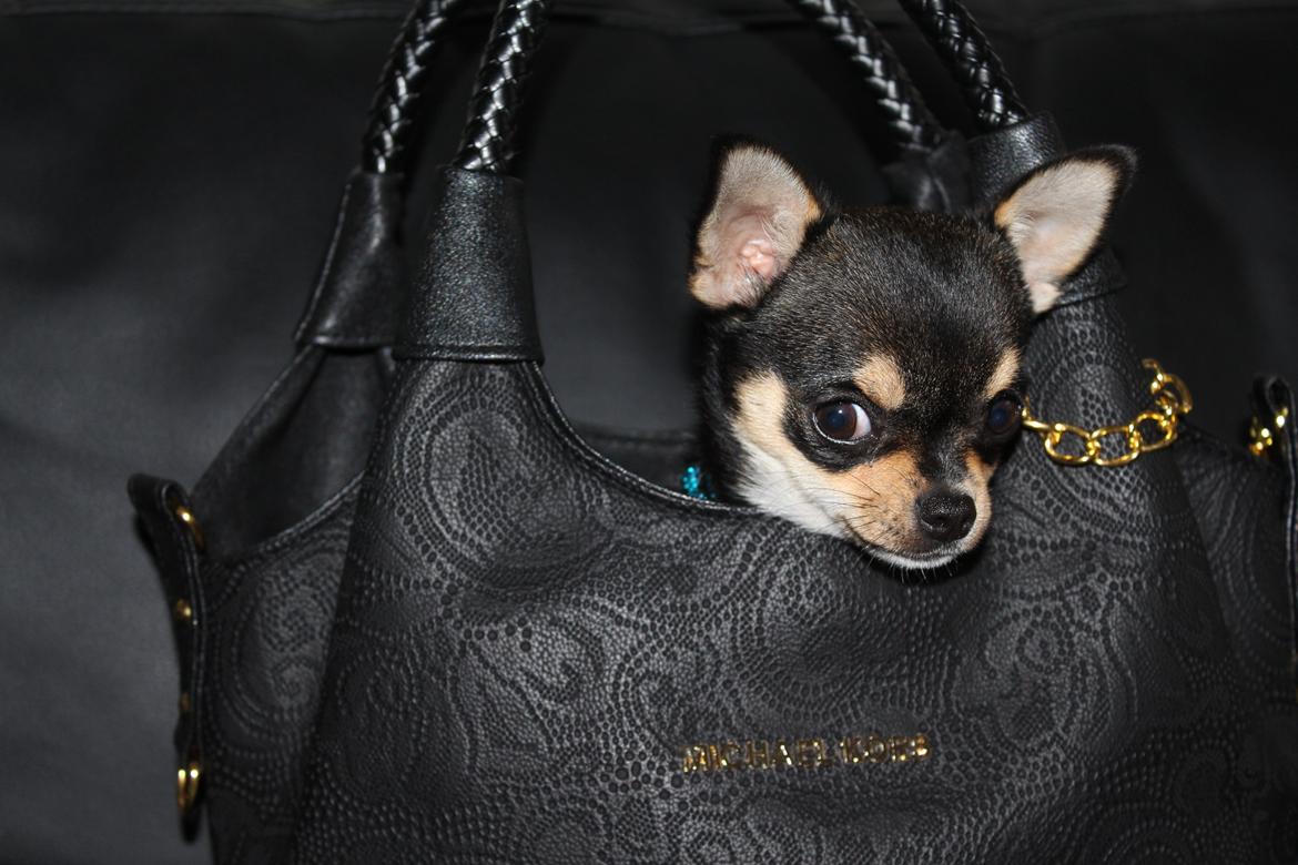 Chihuahua  holmbechs Just Viola (Viola) billede 12